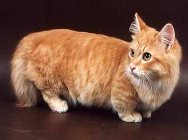 Манчкин кот рыжий