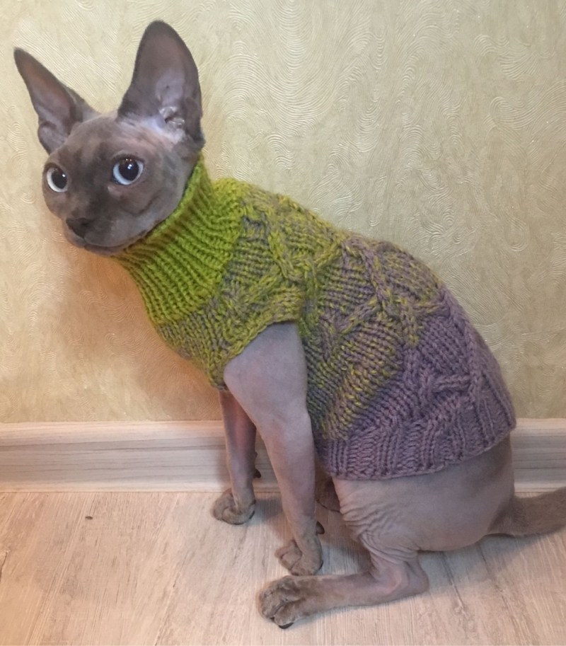 Кошка в платье