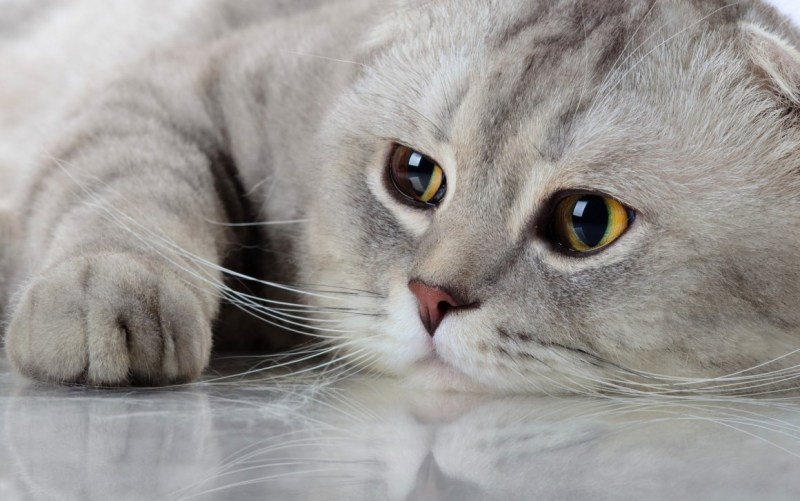 Шотландская вислоухая кошка серая