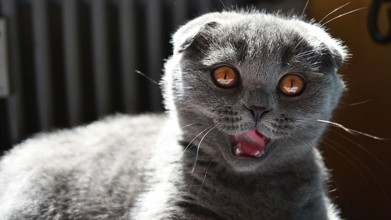 Шотландская вислоухая кошка