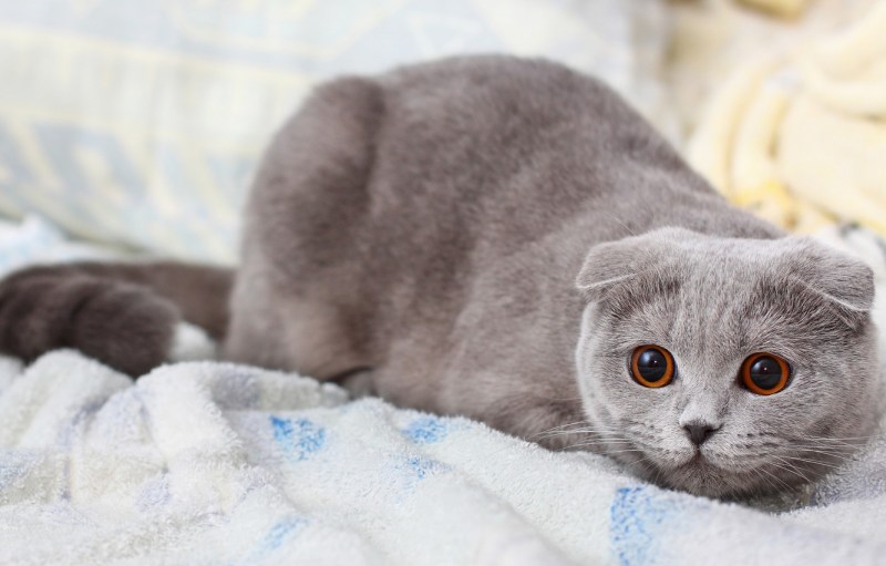 Шотланская Веселуха кошка