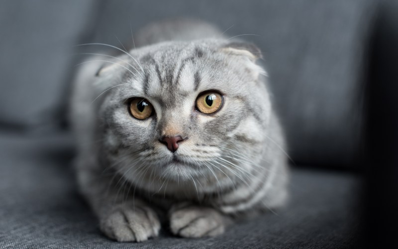 Шотландская вислоухая кошка