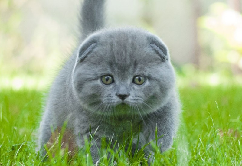 Скоттиш шартрез