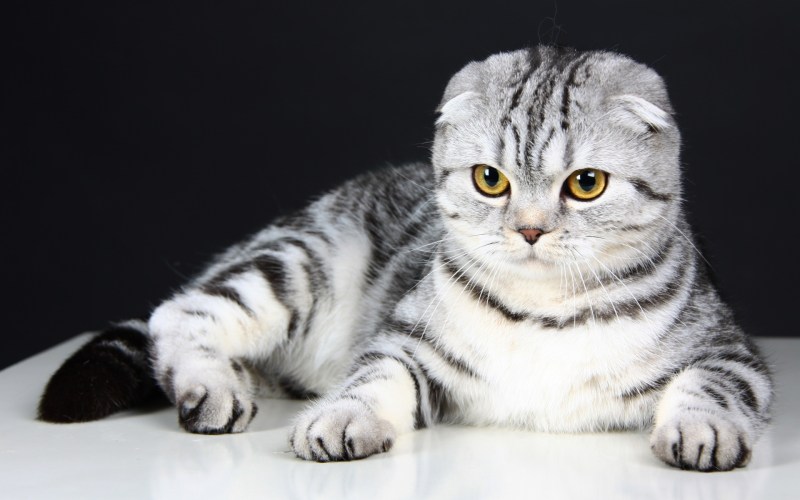 Шотланская Веселуха кошка