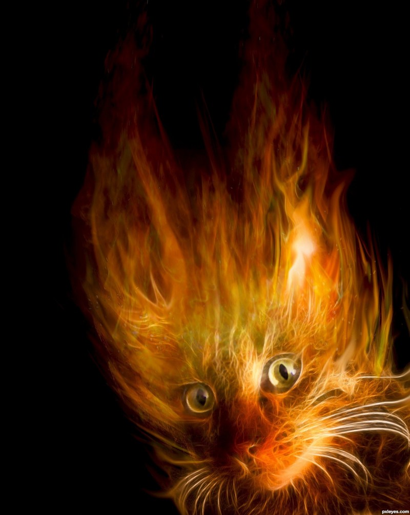 Anka Cat