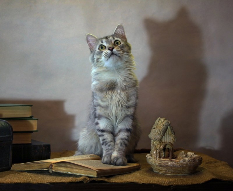 Милые котики