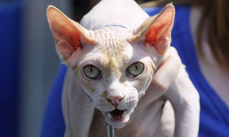 Anka кошка