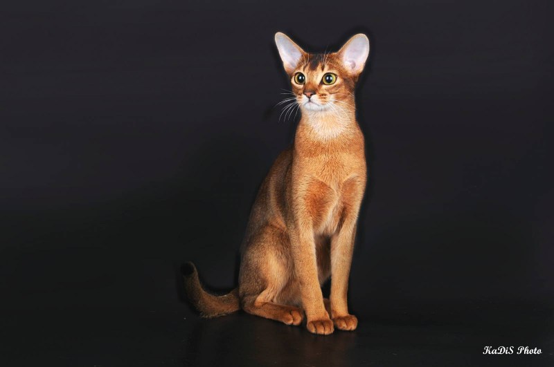 Феникс и котики