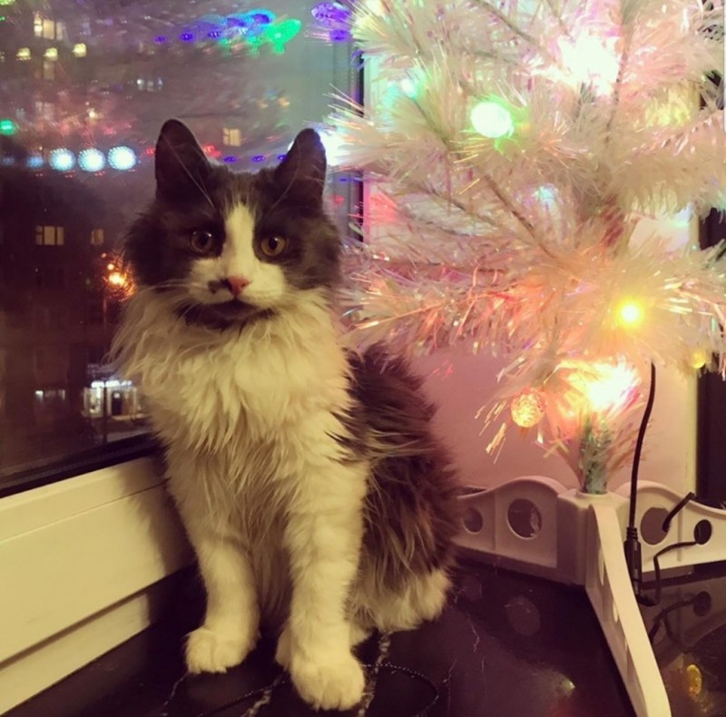Кот порода Феникс коричневый