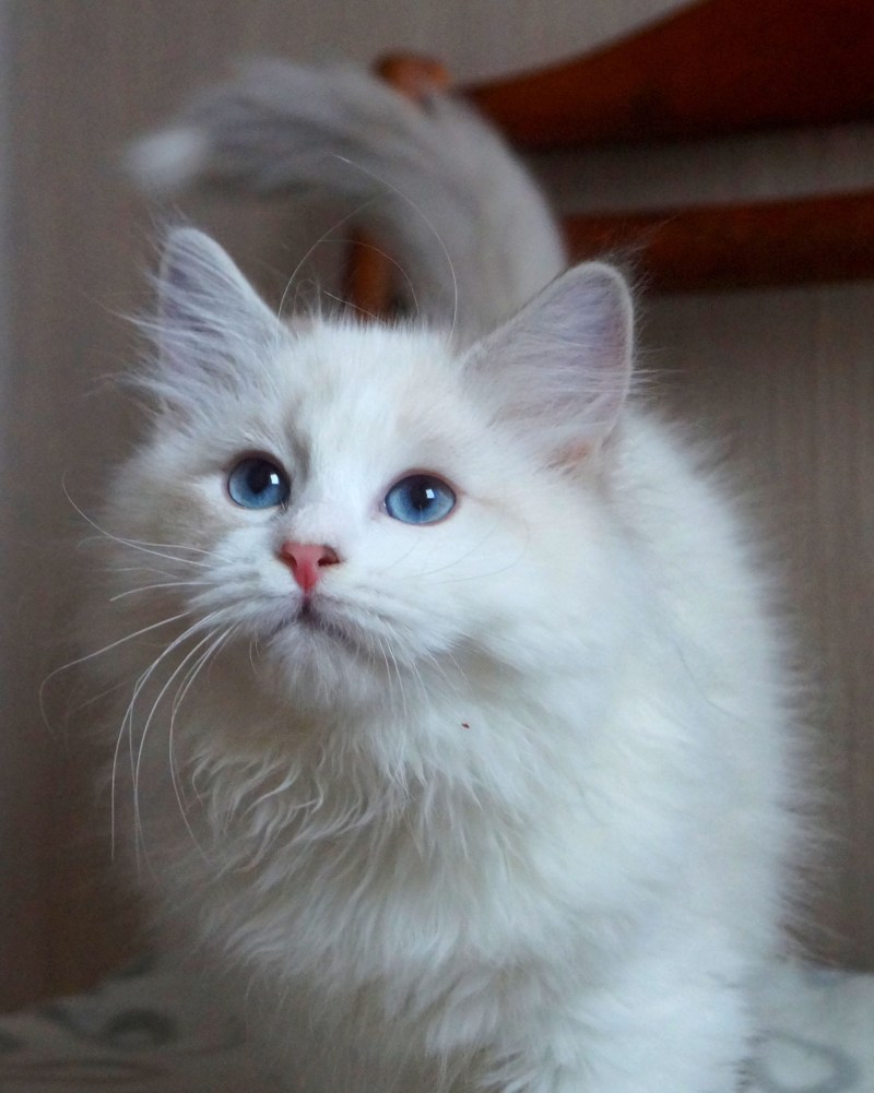 Кот Феникс фото