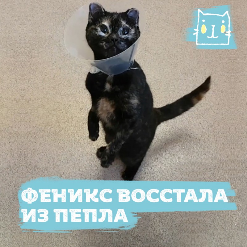 Феникс на ветке