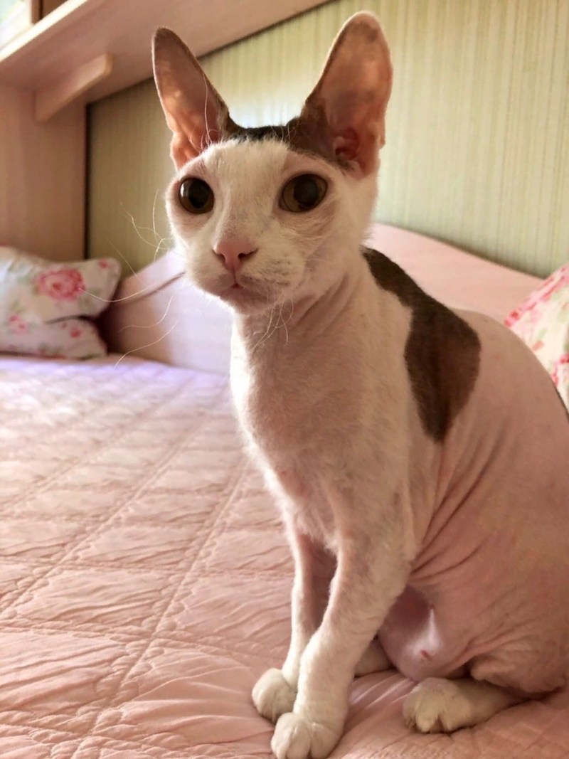 Феникс дневник школьный кот