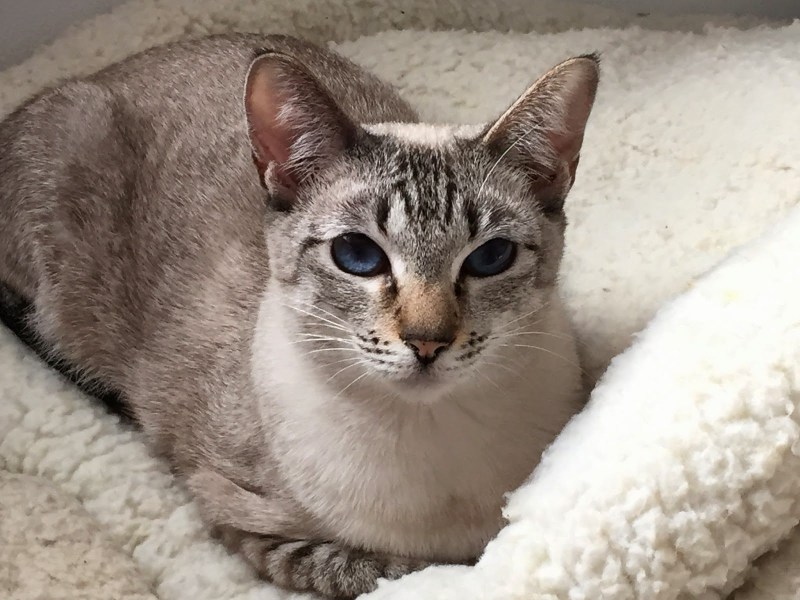 Сиамская кошка табби Пойнт