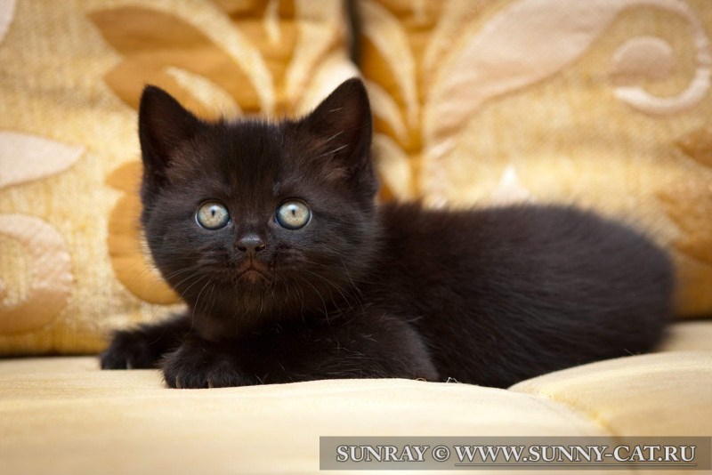 Британская кошка котенок черный