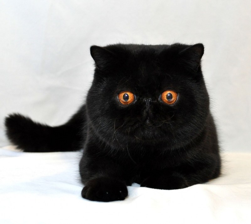 Кот экзот черный