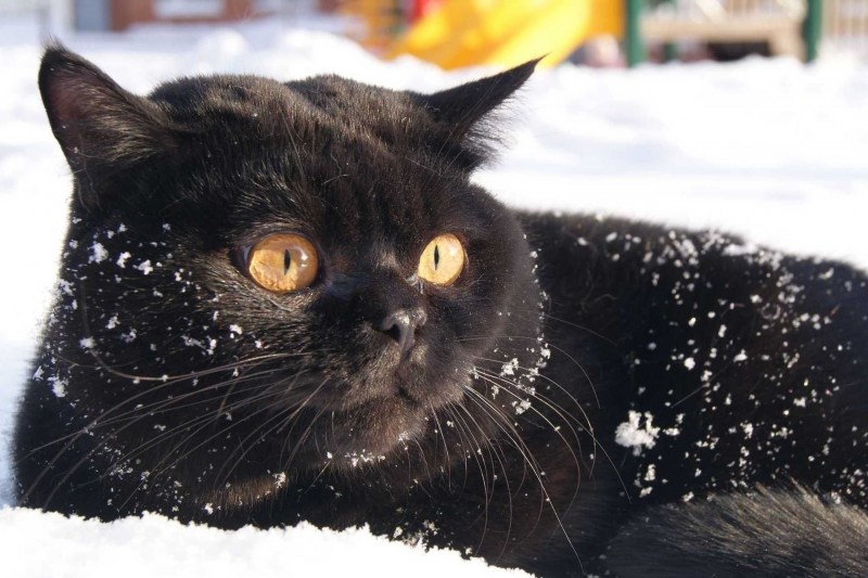 Черный кот в снегу