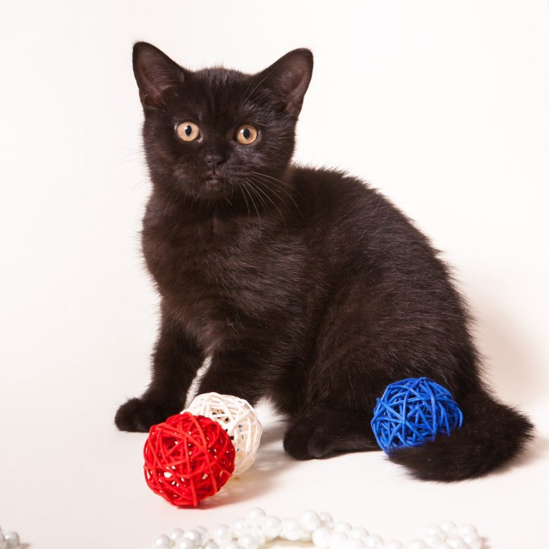 Британская кошка котенок черный