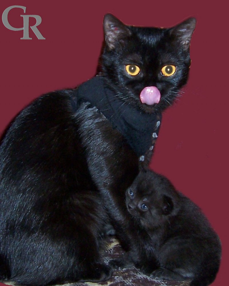 Свинг кошка чёрная