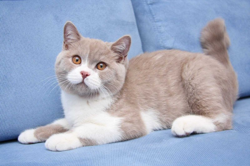 Короткошерстный британец биколор