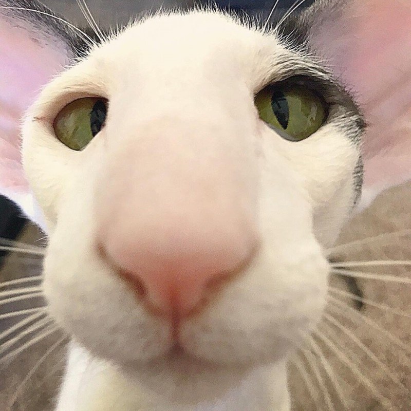 Кошка с большим носом