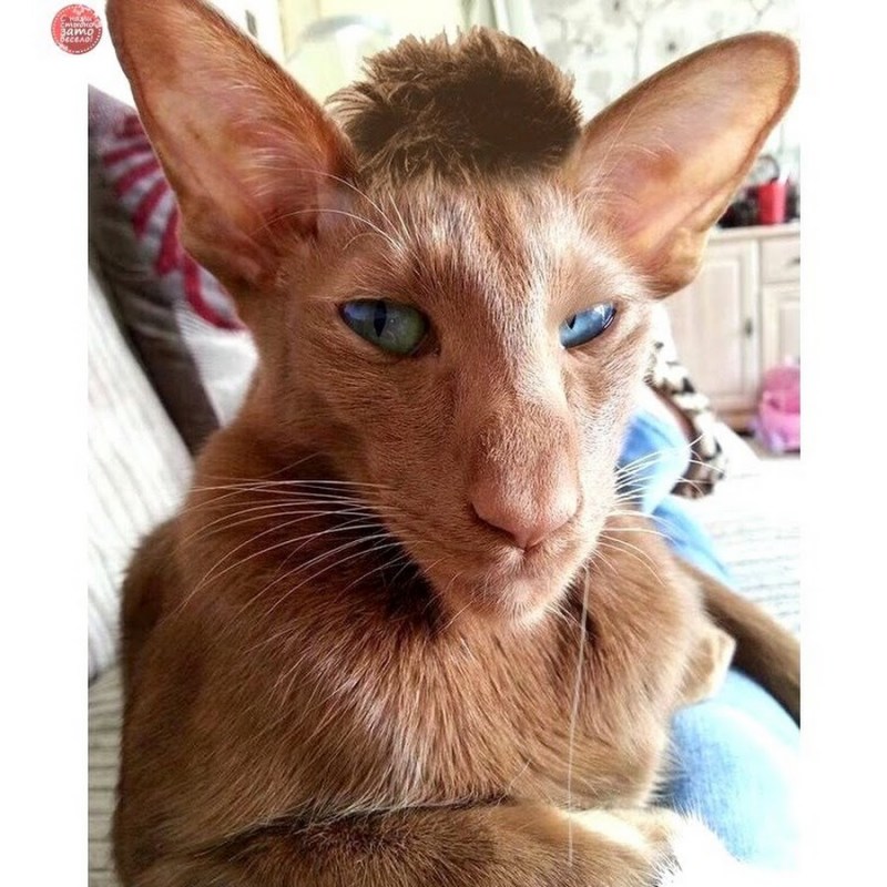 Коты ориенталы грузины