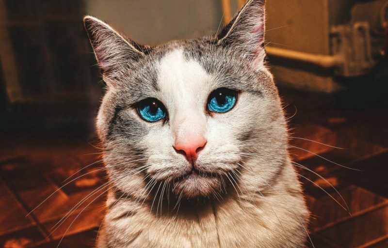 Кошка без усов