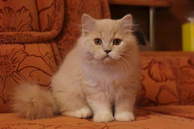 Британский длинношерстный кот персиковый