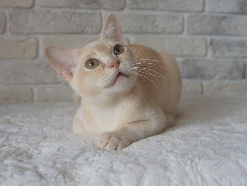 Кремовые коты