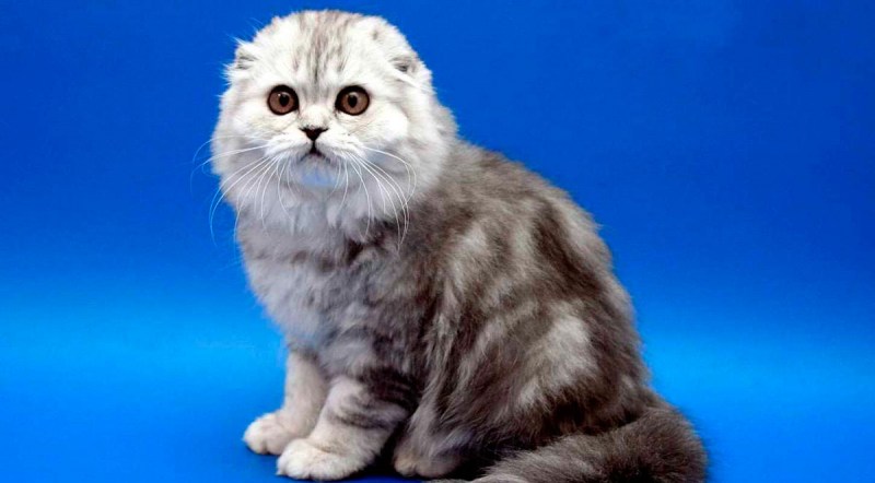 Шотландская вислоухая кошка фолд