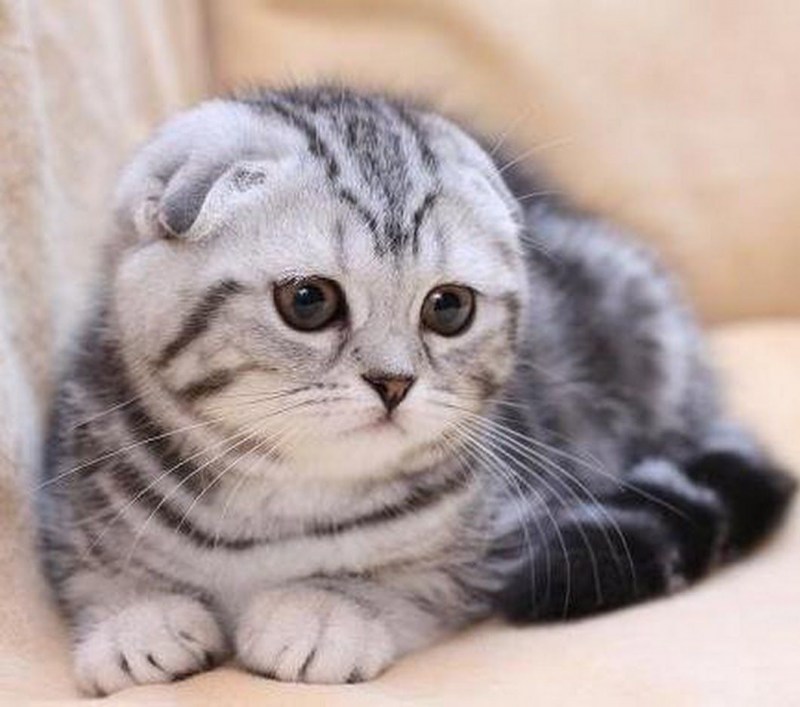 Шотландская вислоухая кошка