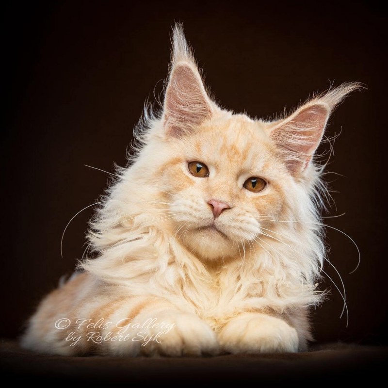 Королевский Мейн кун