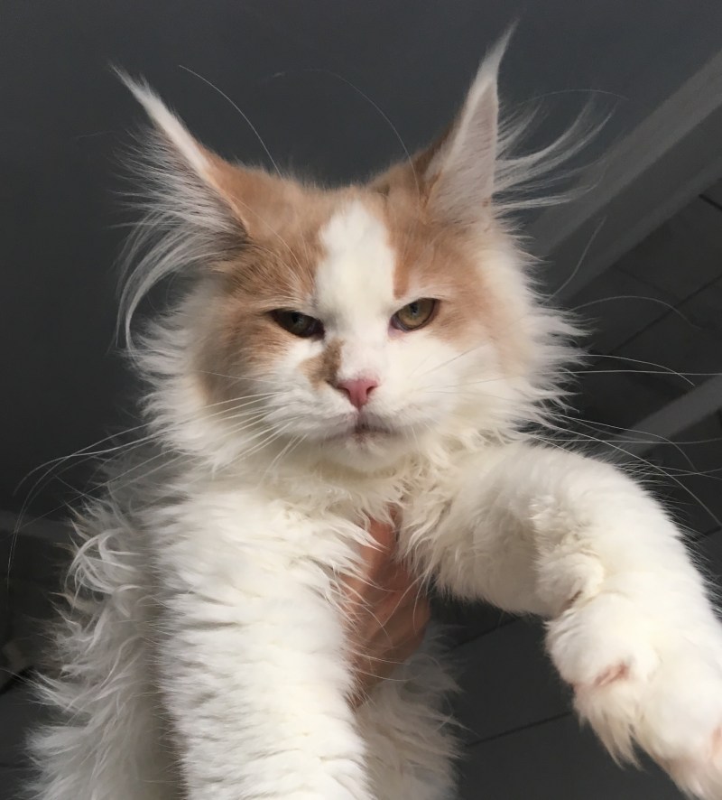 Белый мейнкун кот