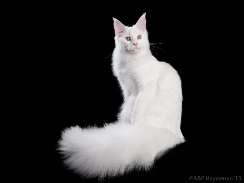 Белая кошка Мейн кун