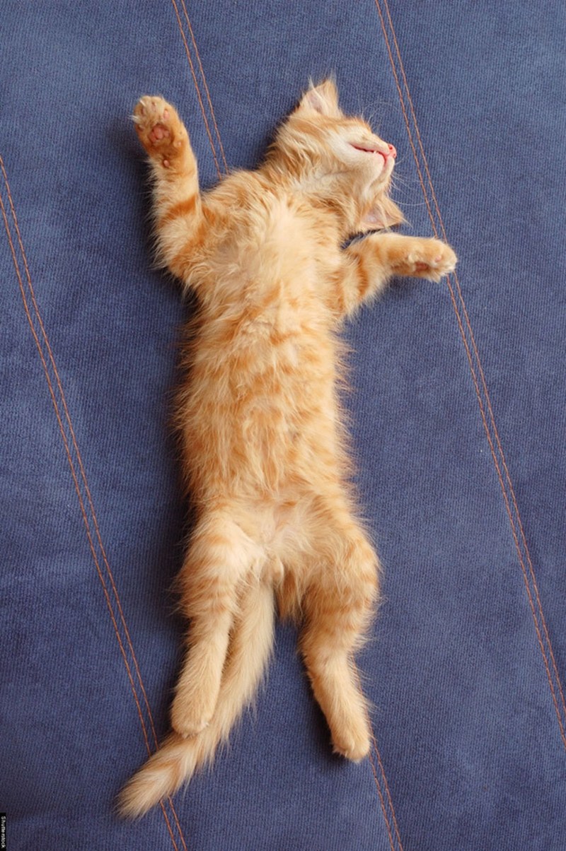 Котенок на спине