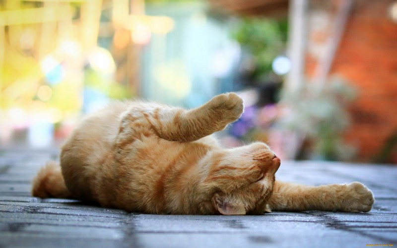Лежачий кот