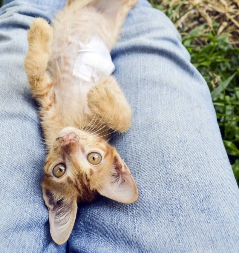 Коты лежат на спине
