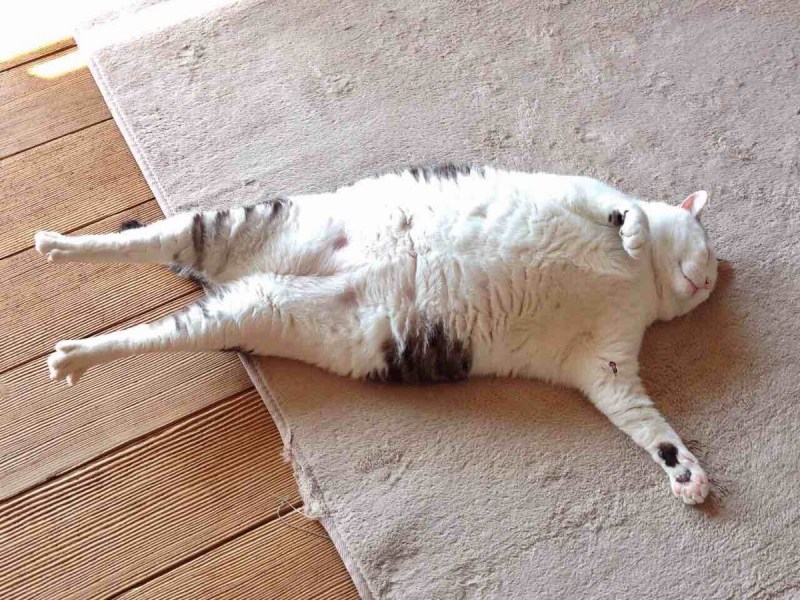 Спящий жирный кот