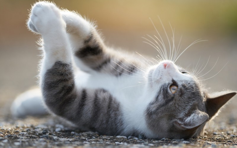 Кошка нежится
