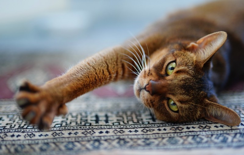 Кошка на ковре