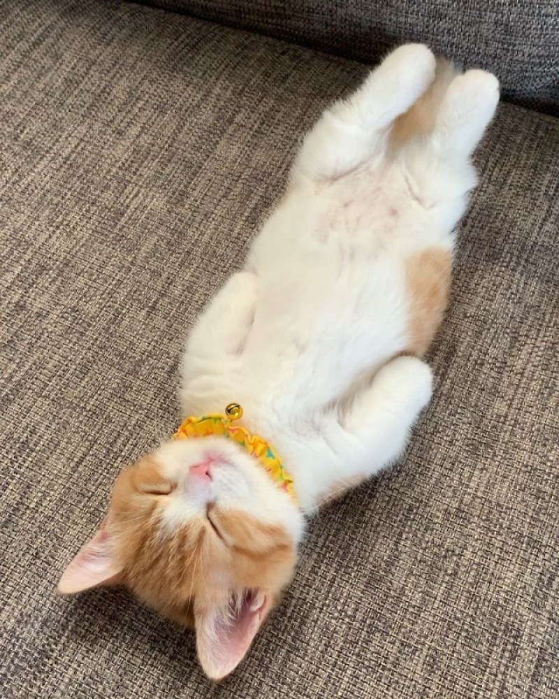 Спящие котики