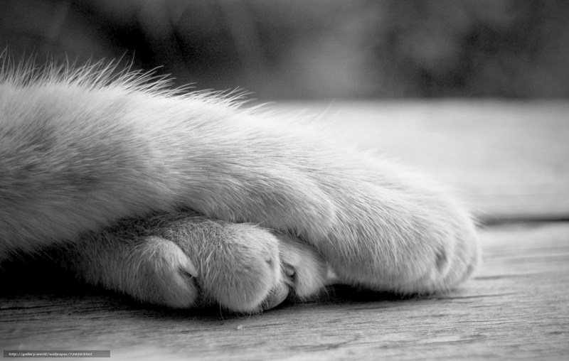Котенок лежит на лапках