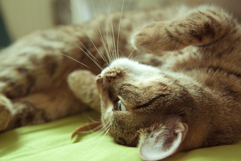 Кошечка на спинке