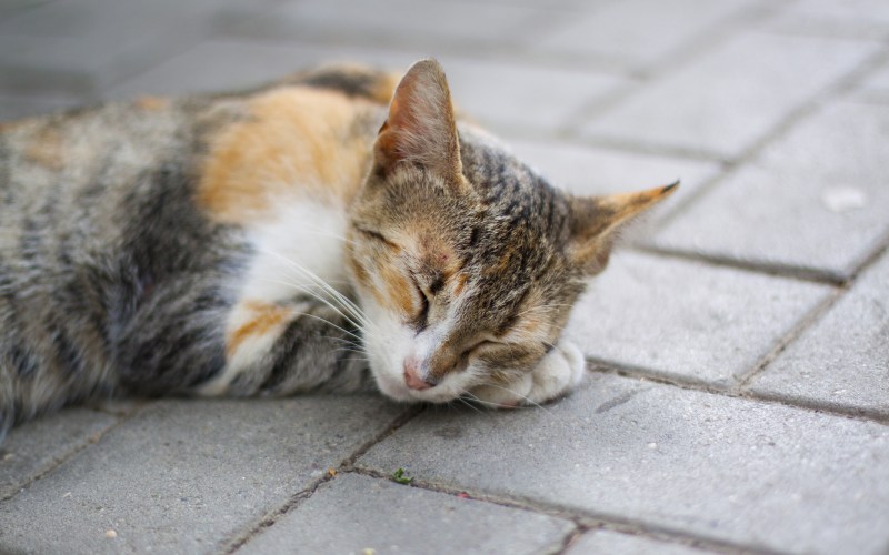 Кот лежит