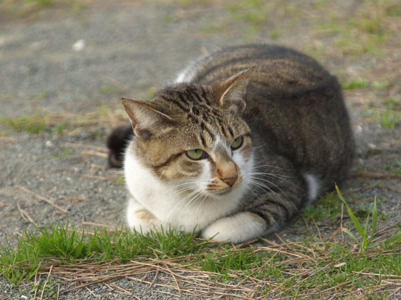 Кошка лежит