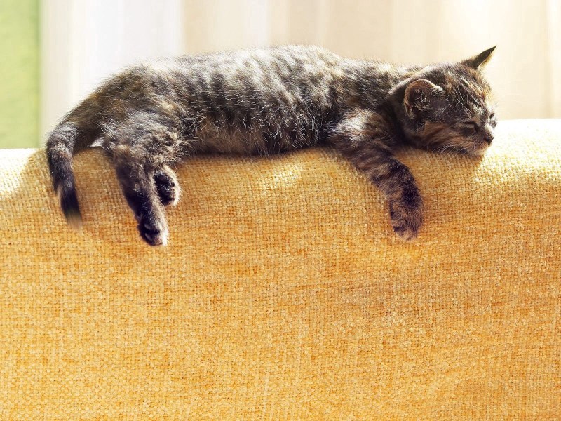 Лежачий кот