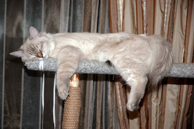 Кот лежит свесив лапы