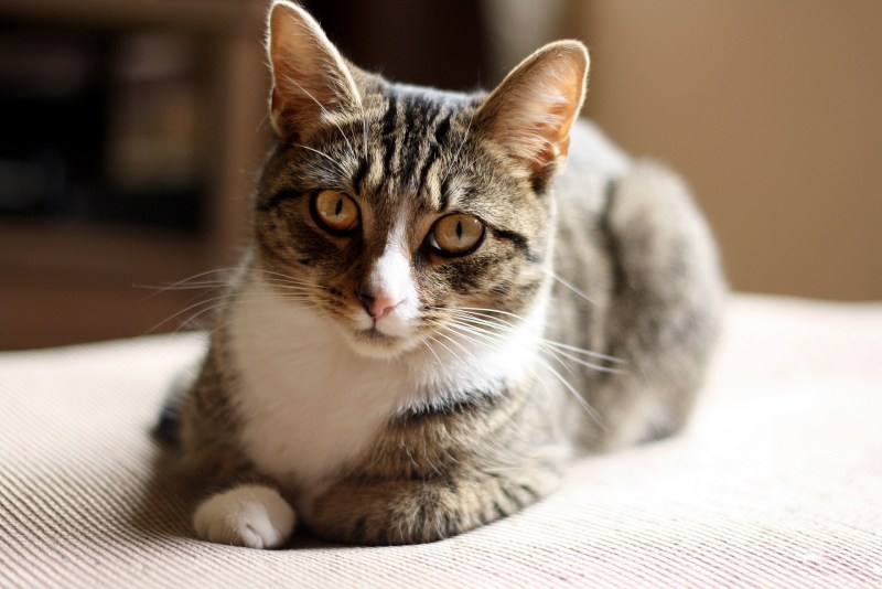 Котик лежит