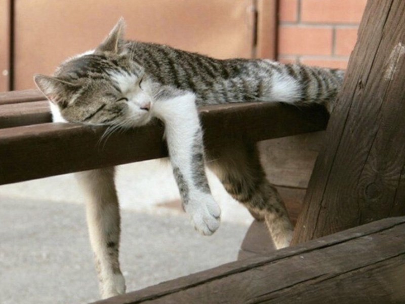 Котик свесил лапки