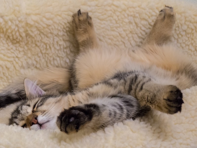 Котенок спит на спине