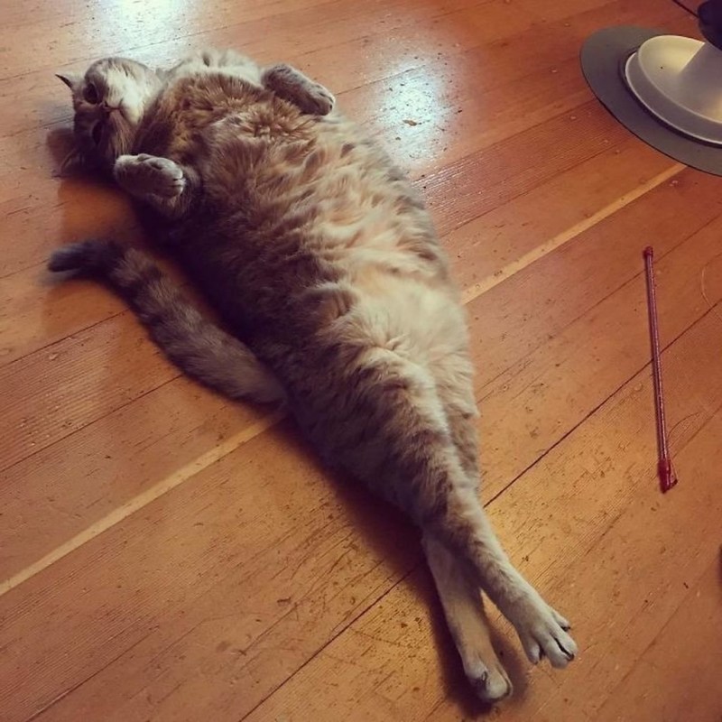 Кошка потягивается